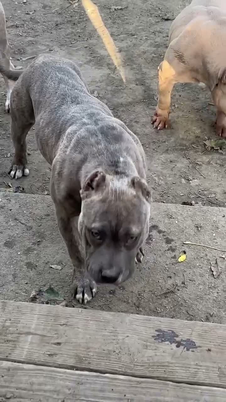 American Bully dogs for sale: Silvia  - Video 1