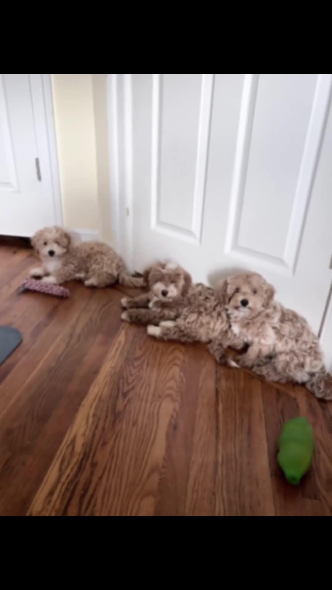 Havapoo dogs for sale: Havapoo Puppy 2 - Video 1