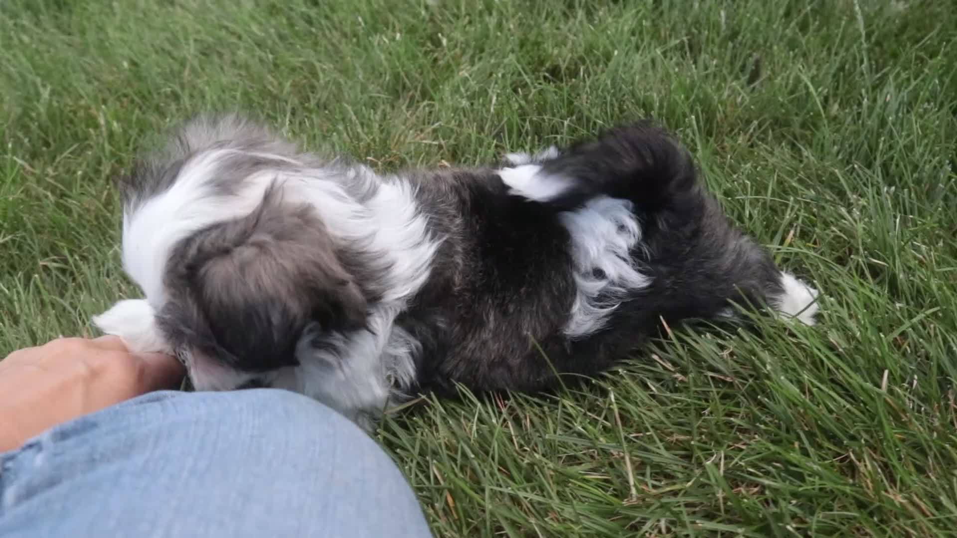 Havanese dogs for sale: Finnegan - Video 1