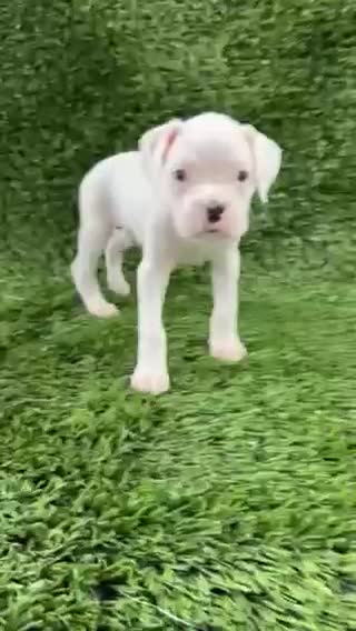 Boxer dogs for sale: Messi - Video 1