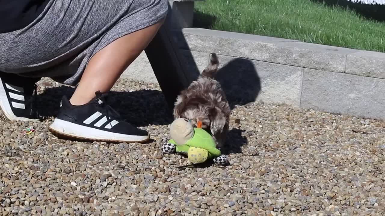 Newfypoo dogs for sale: Cliff - Video 3