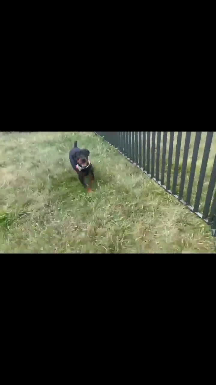 Doberman Pinscher dogs for sale: Zara AKC European Doberman HUGE - Video 1