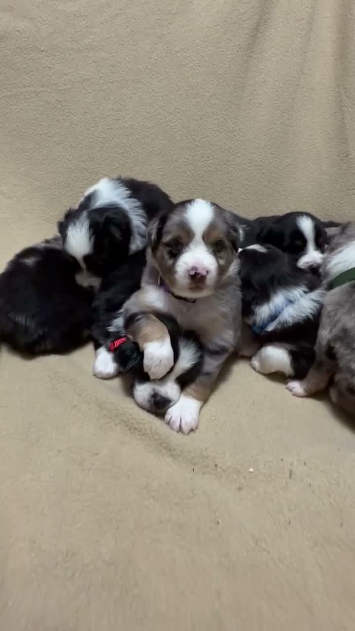 Miniature Australian Shepherd dogs for sale: Bandit  - Video 1