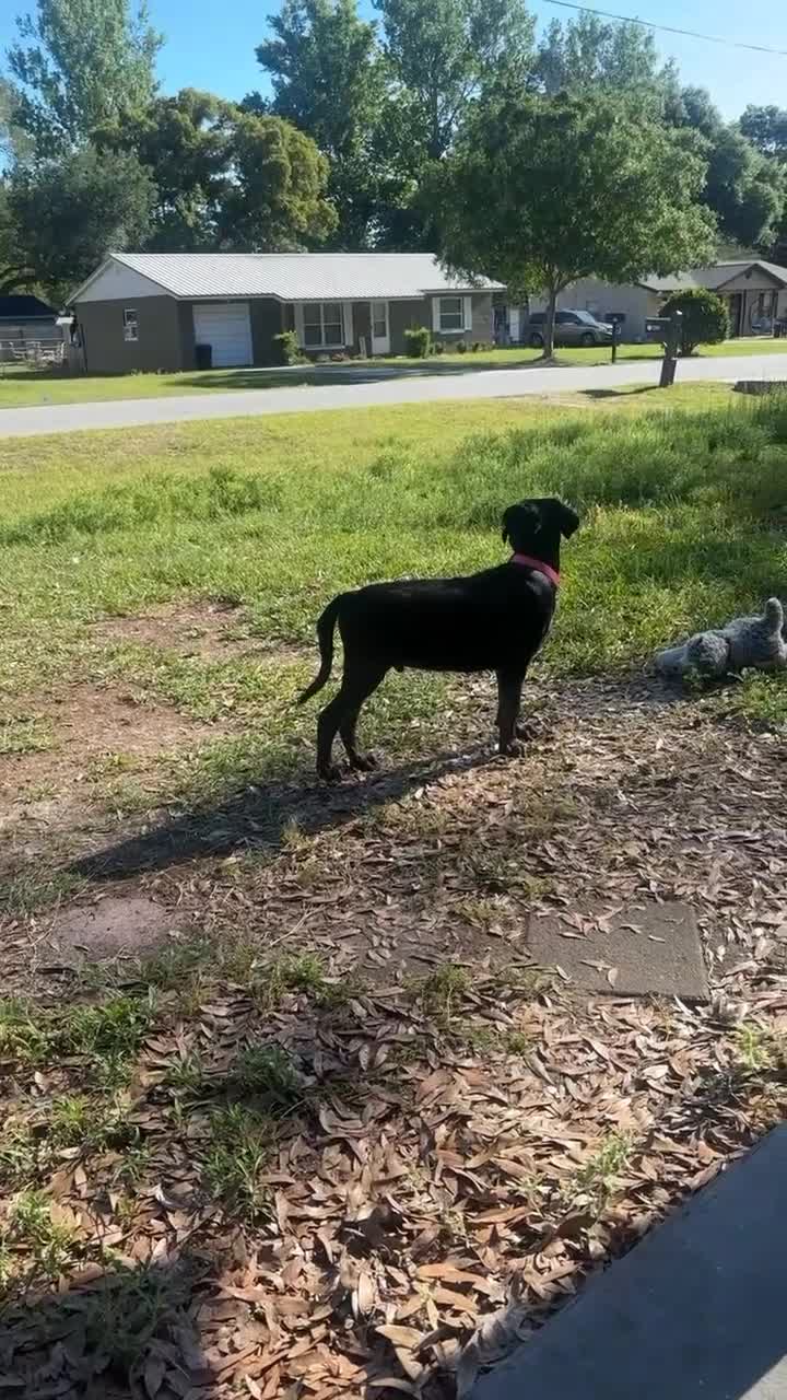 Cane Corso dogs for sale: Bubba - Video 1