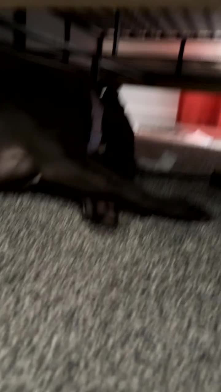 Mixed Breed dogs for sale: Nova - Video 1