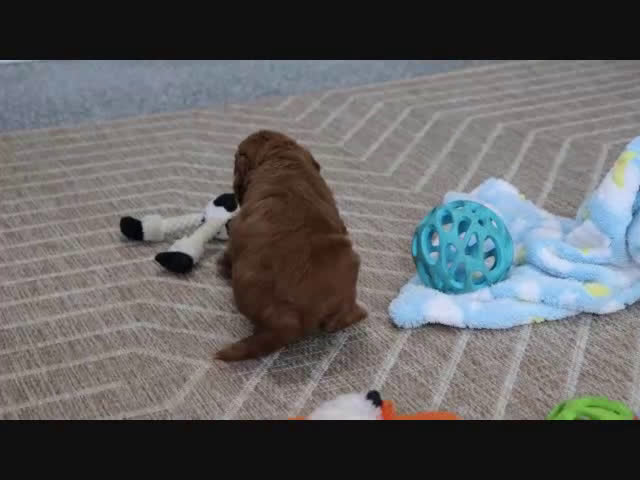 Mini Goldendoodle dogs for sale: Dixie - Video 1