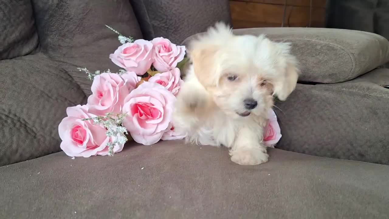 Maltese dogs for sale: Snowflake - Video 2