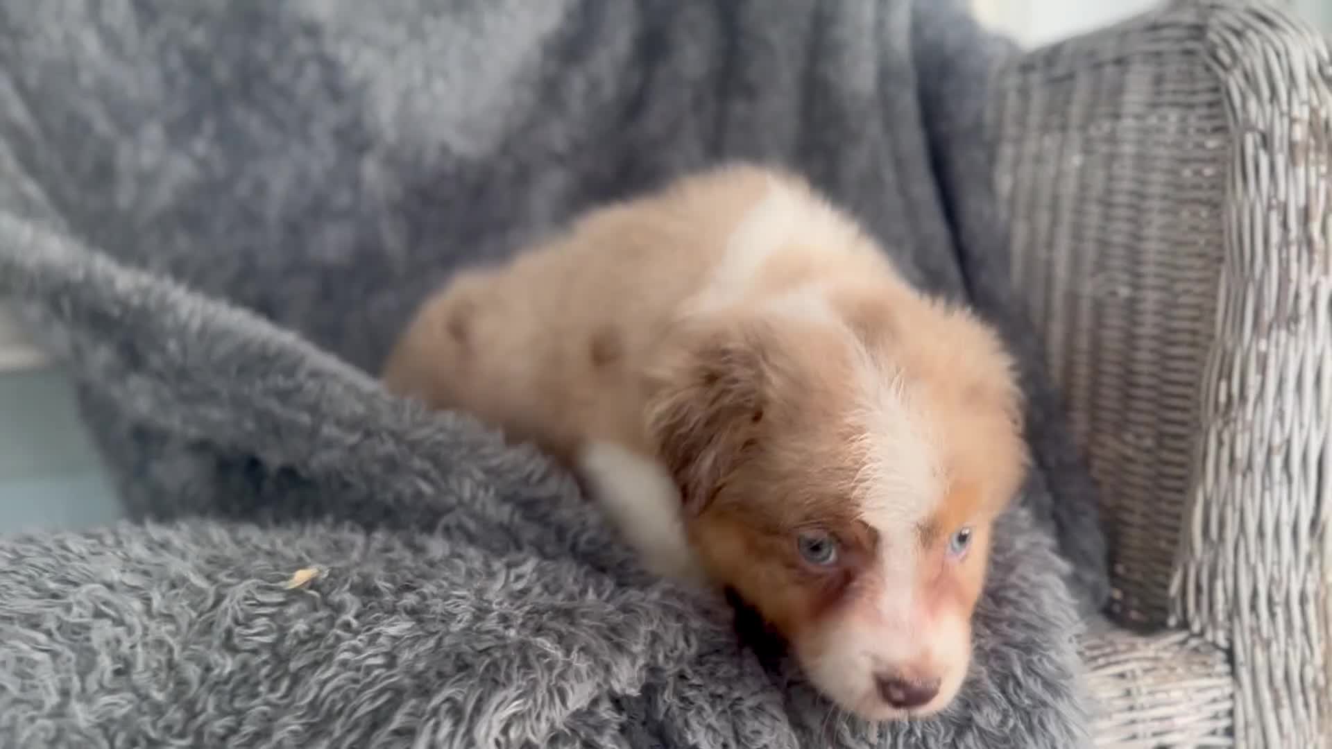 Australian Shepherd dogs for sale: Bubbles - Video 1