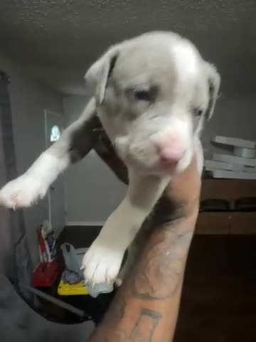 Mixed Breed dogs for sale: Kobe - Video 1