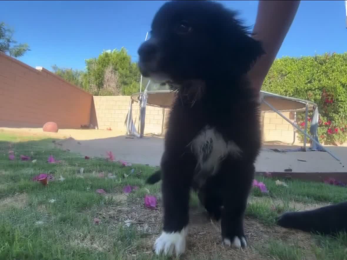 Mixed Breed dogs for sale: Mixed Breed Puppy 1 - Video 1