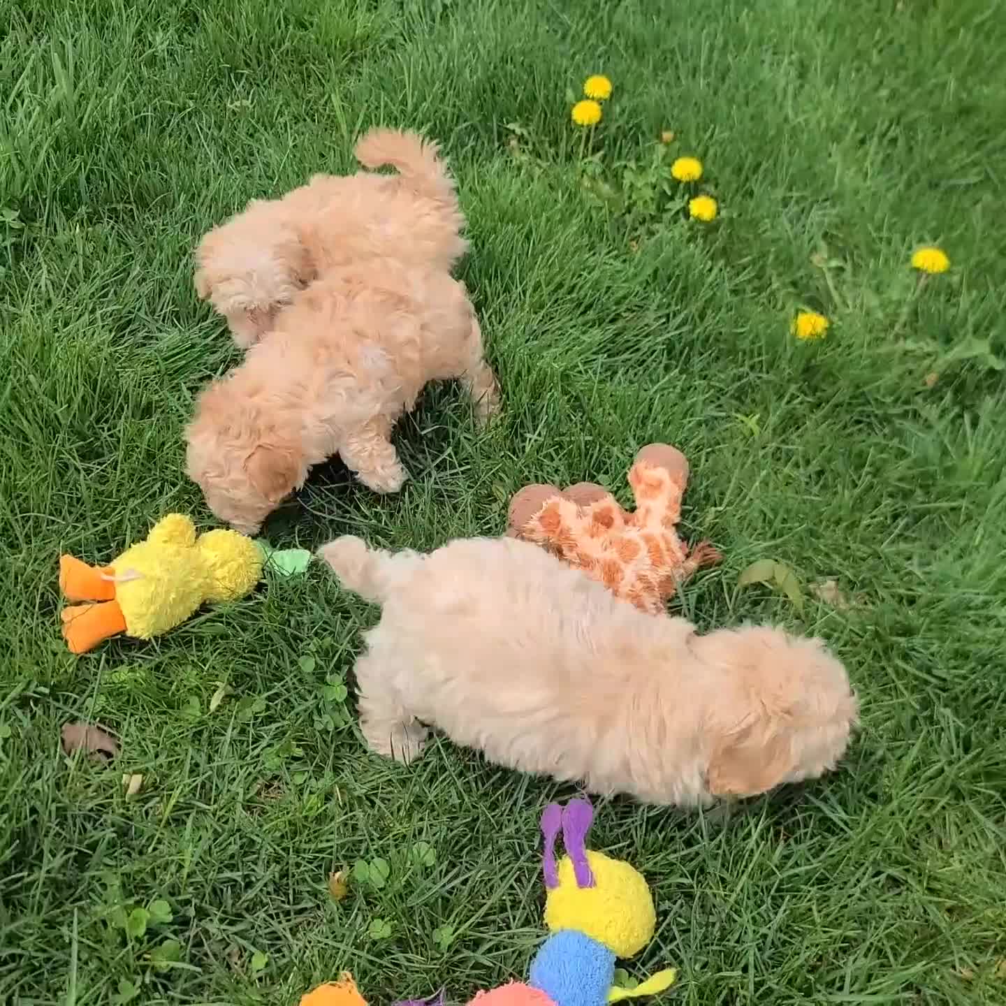 Maltipoo dogs for sale: Jessica - Video 1