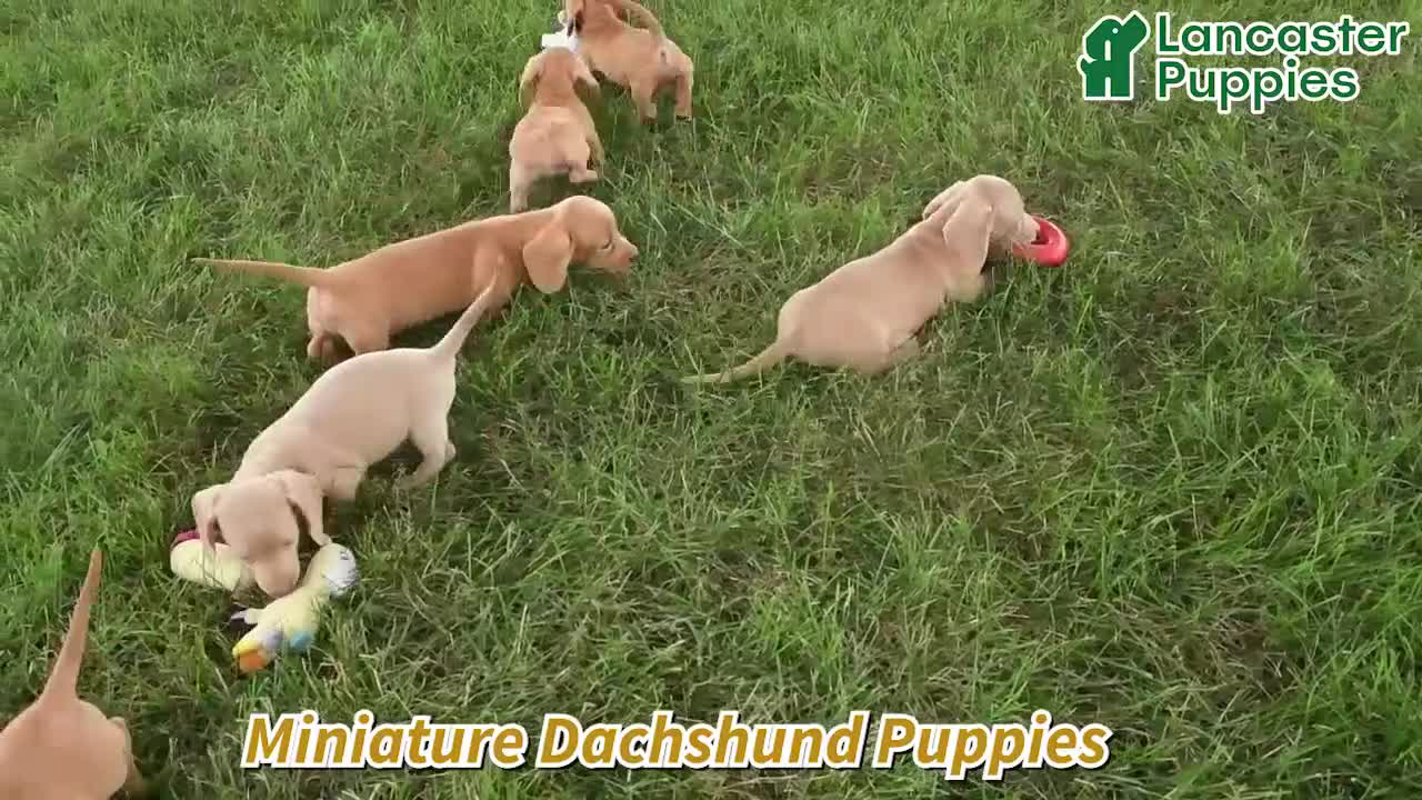 Miniature Dachshund dogs for sale: Ronny - Video 1