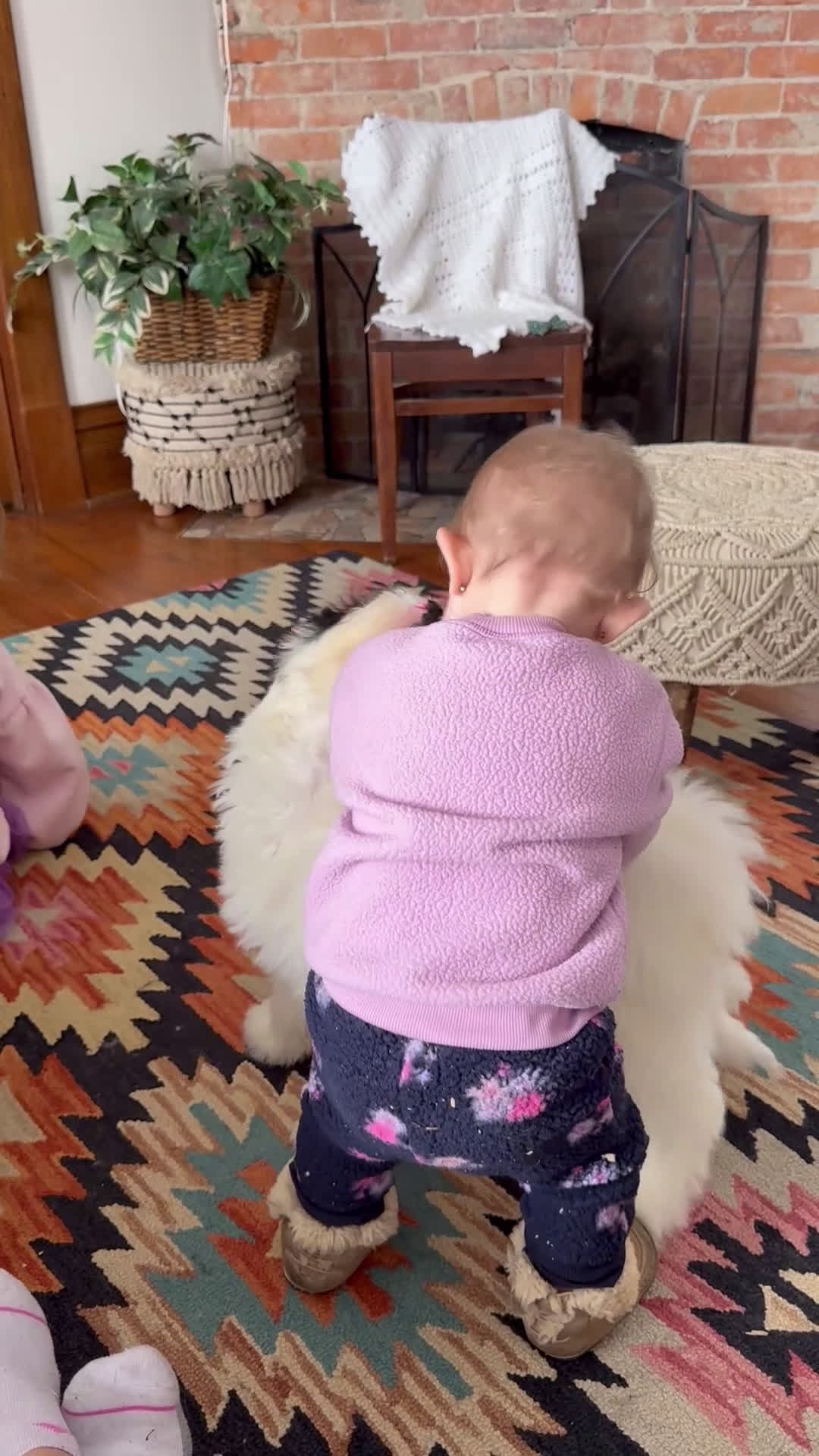 Mini Bernedoodle dogs for sale: Milo - Video 2