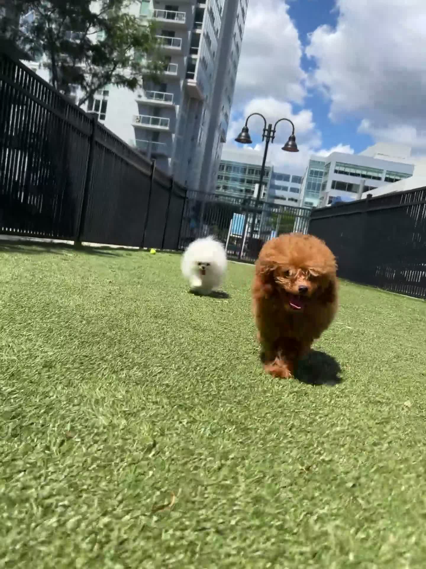 Toy Poodle dogs for sale: Toy Poodle 1 Male - Video 1