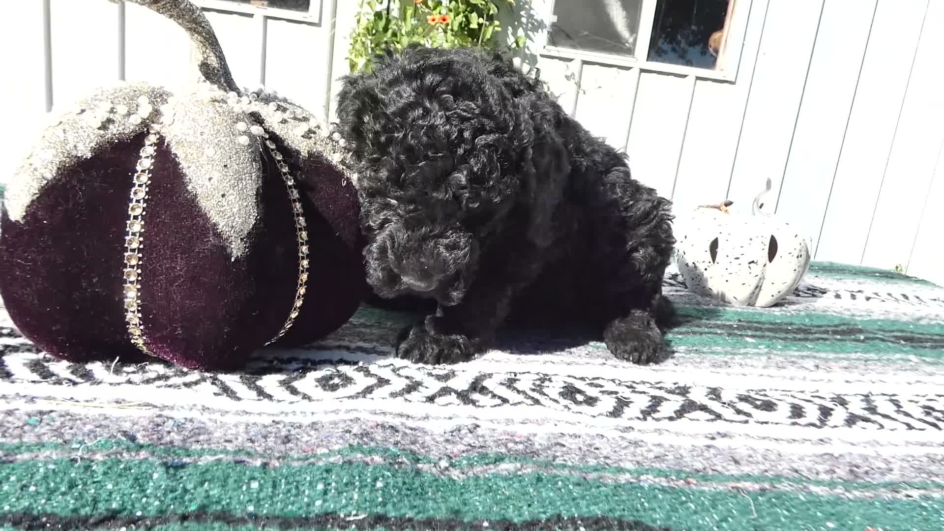 Mini Goldendoodle dogs for sale: Mini Goldendoodle 5 Elly - Video 1