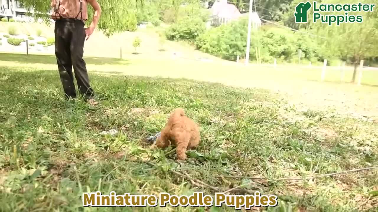 Miniature Poodle dogs for sale: Happy - Video 1