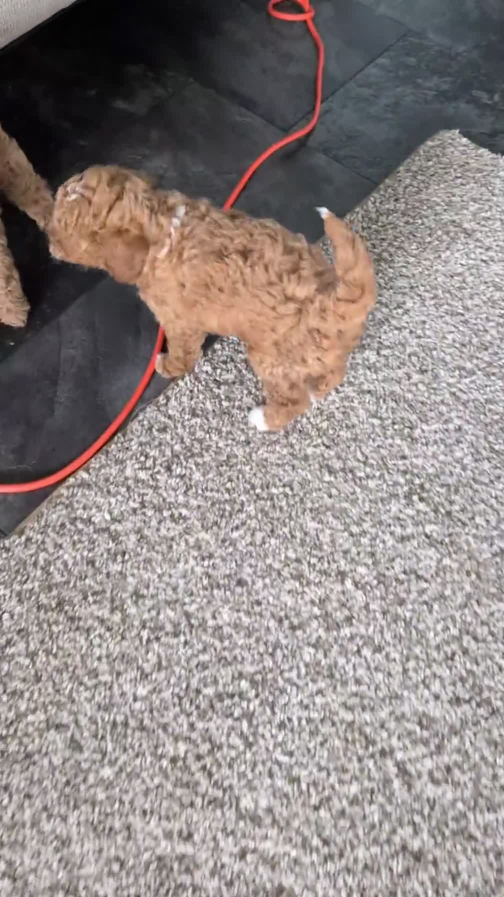 Mini Goldendoodle dogs for sale: Lyla - Video 1