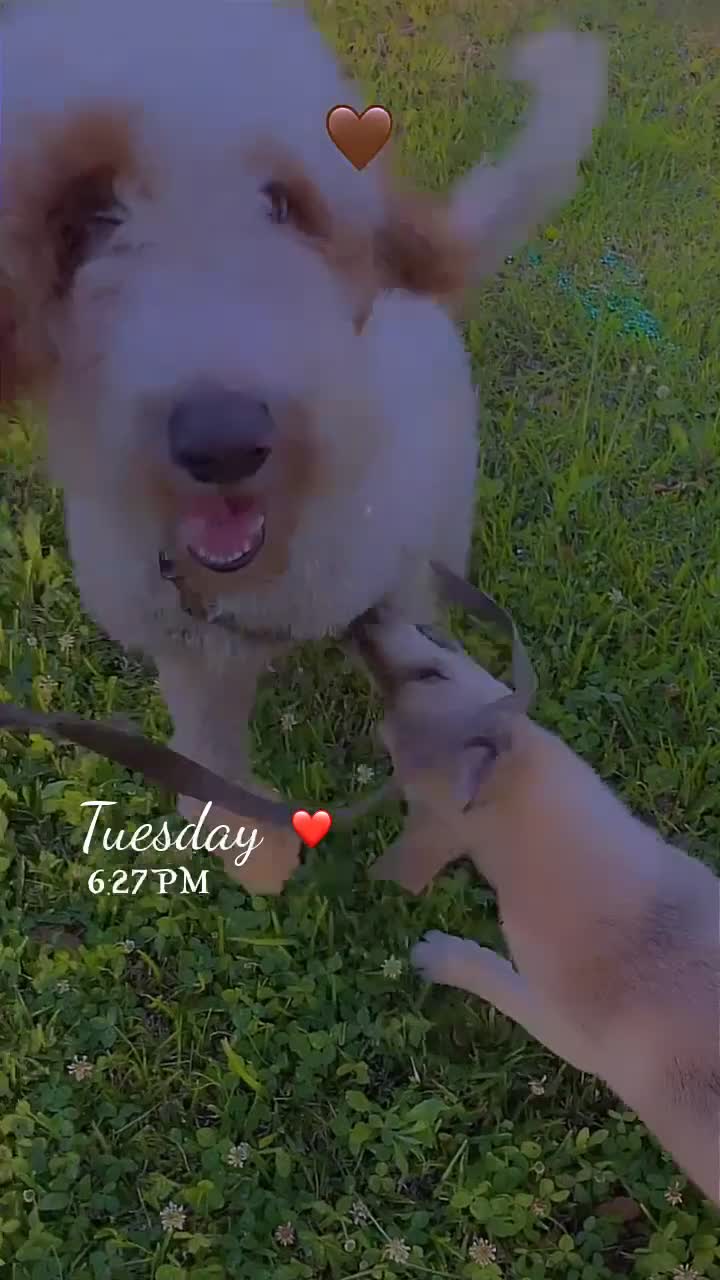 Goldendoodle dogs for sale: Goldendoodle Puppy 1 - Video 1