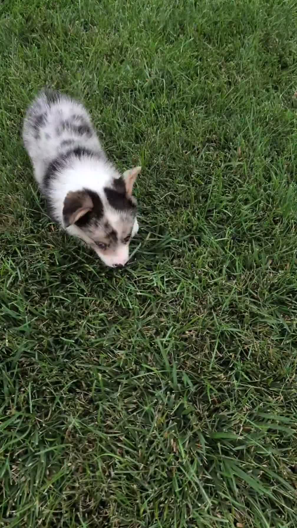 Welsh Corgi Pembroke dogs for sale: Jagger - Video 2