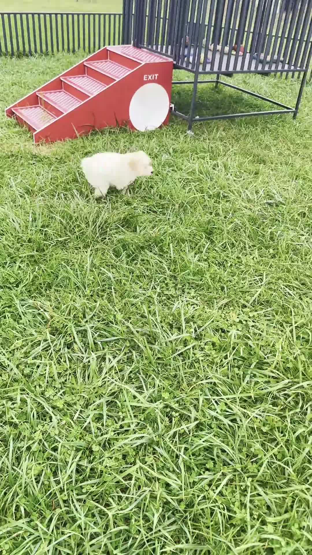 Mini Goldendoodle dogs for sale: Zuzu - Video 1
