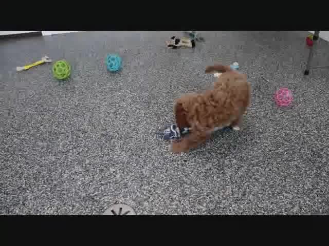 Mini Goldendoodle dogs for sale: Skye - Video 1