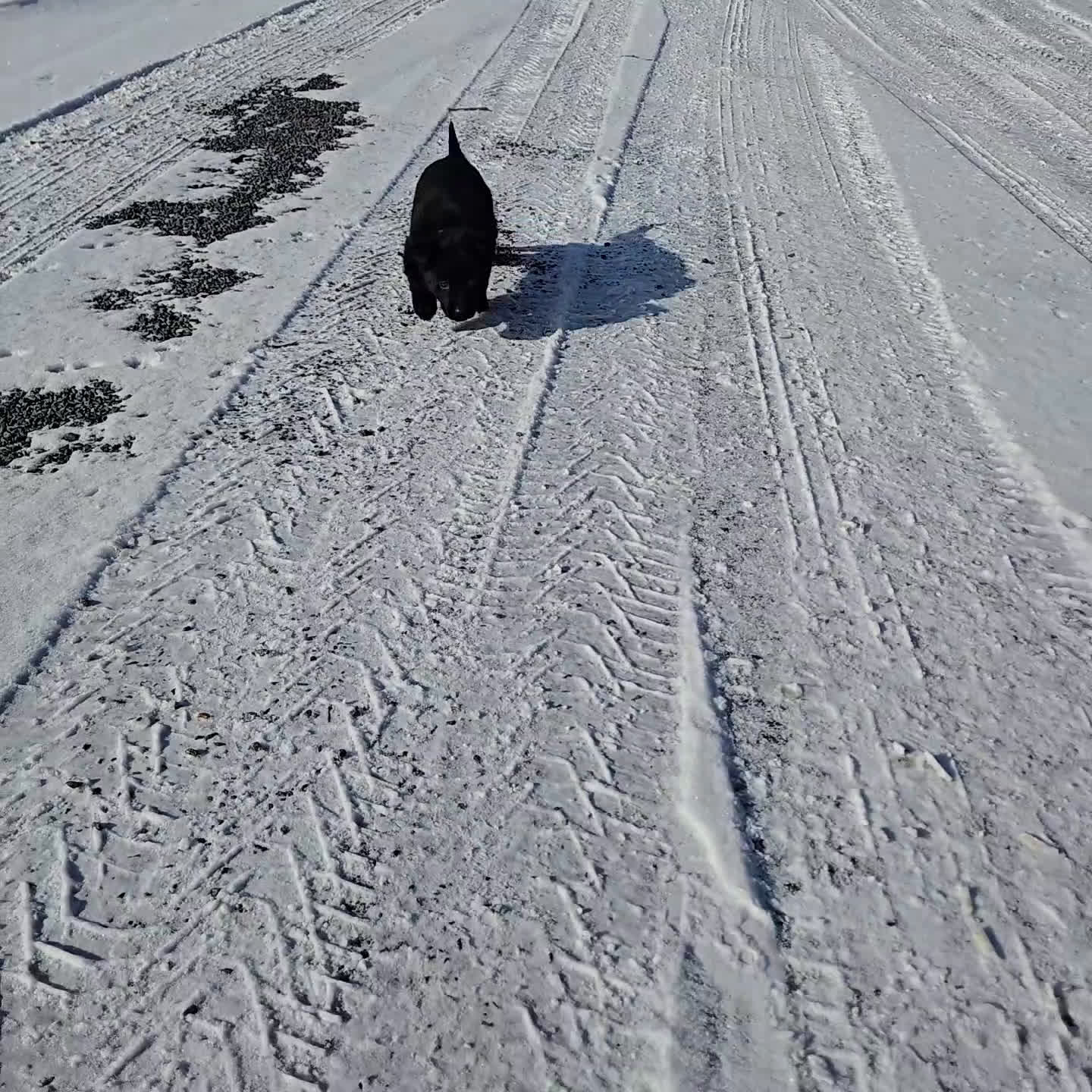 German Shepherd dogs for sale: Rose - Video 1