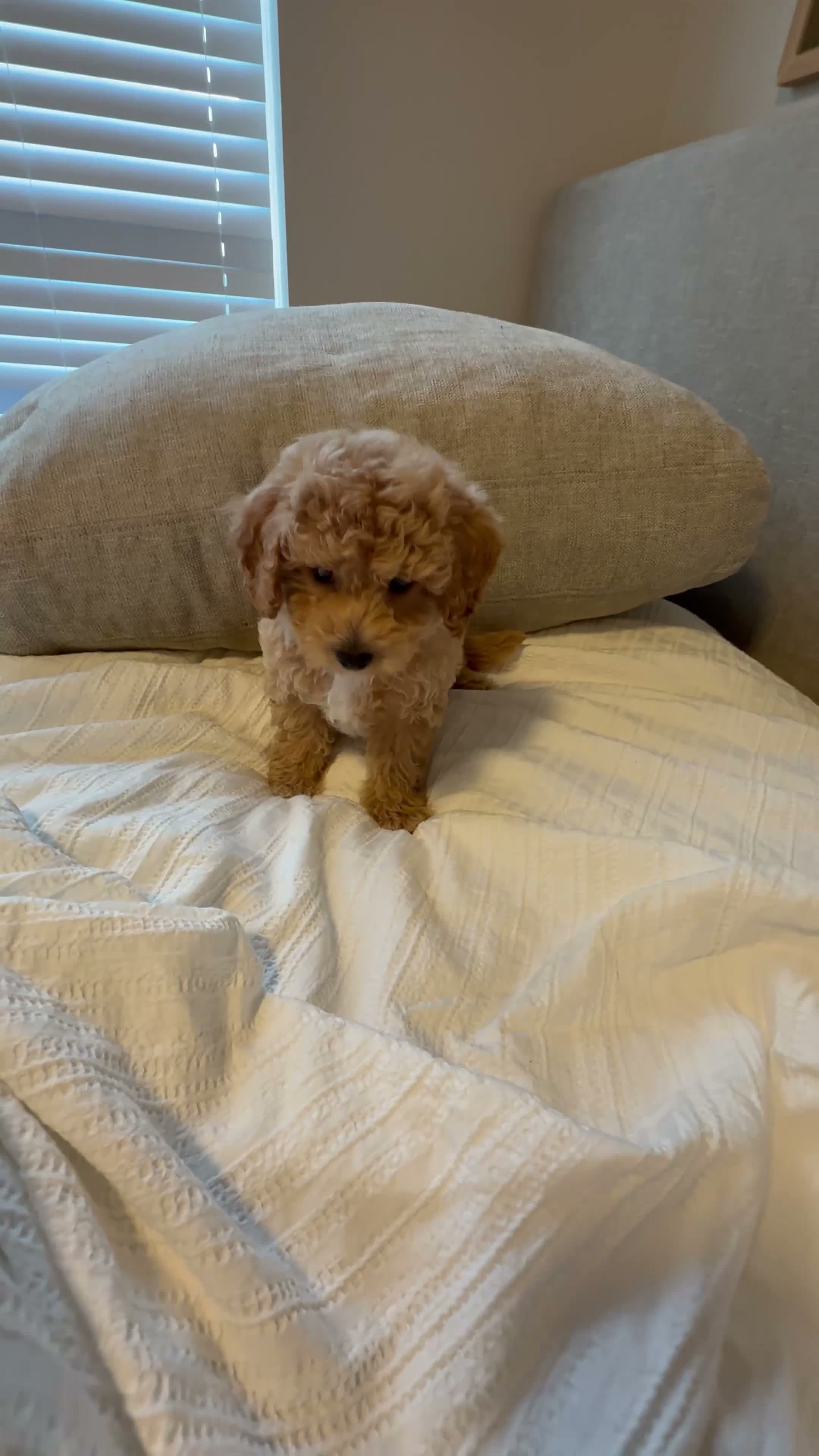 Bichpoo dogs for sale: Milo - Video 1