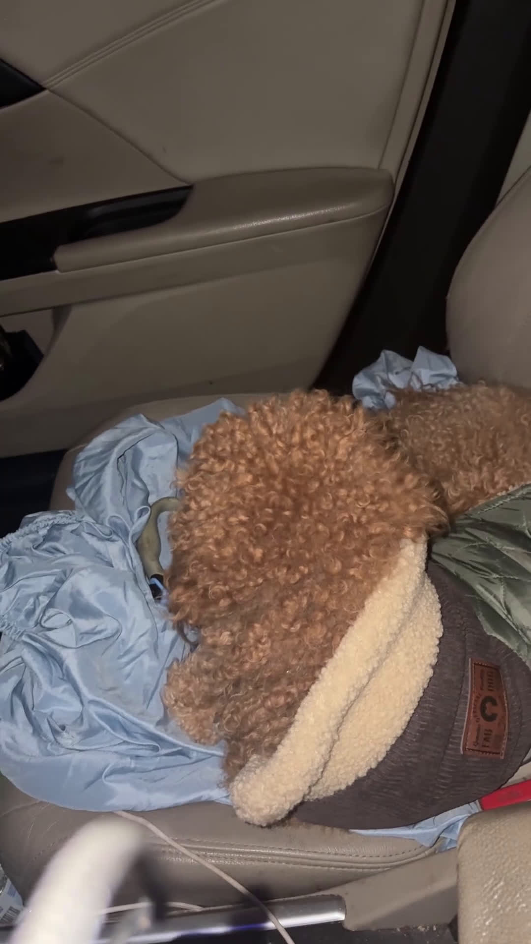 Miniature Poodle dogs for stud: Cash money - Video 1