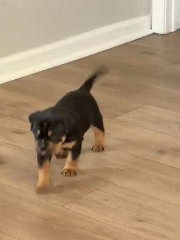 Mixed Breed dogs for sale: Tank (Bullweiler) - Video 1