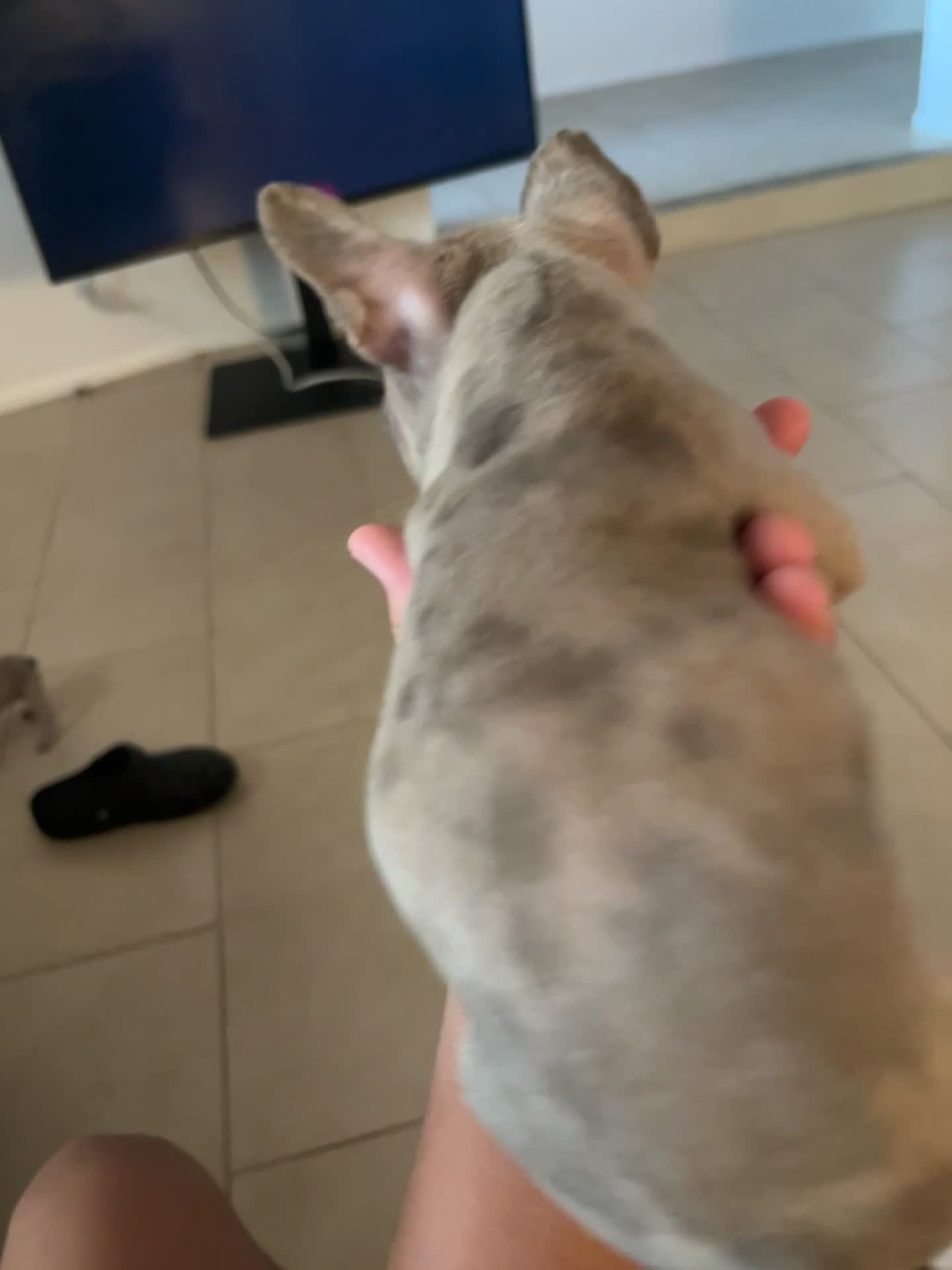 French Bulldog dogs for sale: French Bulldog 4 - Video 1