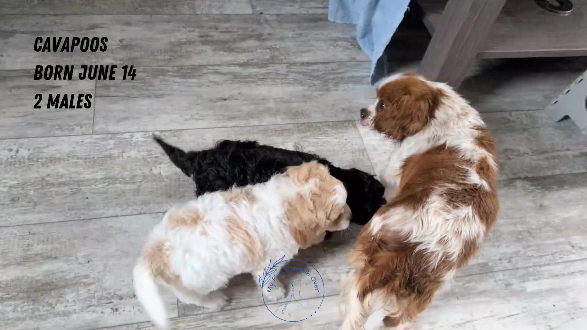 Cavapoo dogs for sale: Ziggy - Video 2