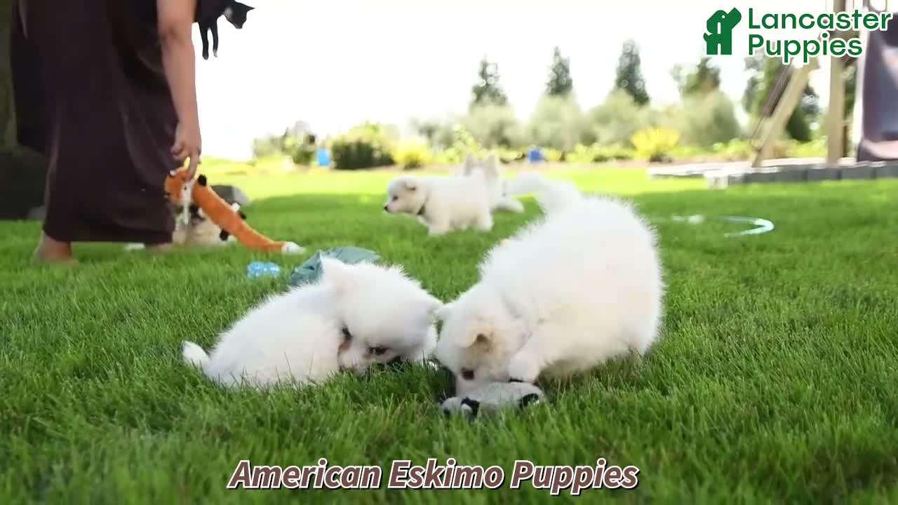 American Eskimo dogs for sale: Finn - Video 1