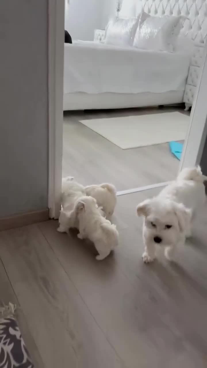 Yorkiepoo dogs for sale: Yorkiepoo Puppy 3 - Video 3
