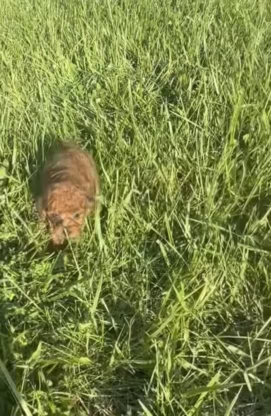 Toy Poodle dogs for sale: Wren AKC - Video 1