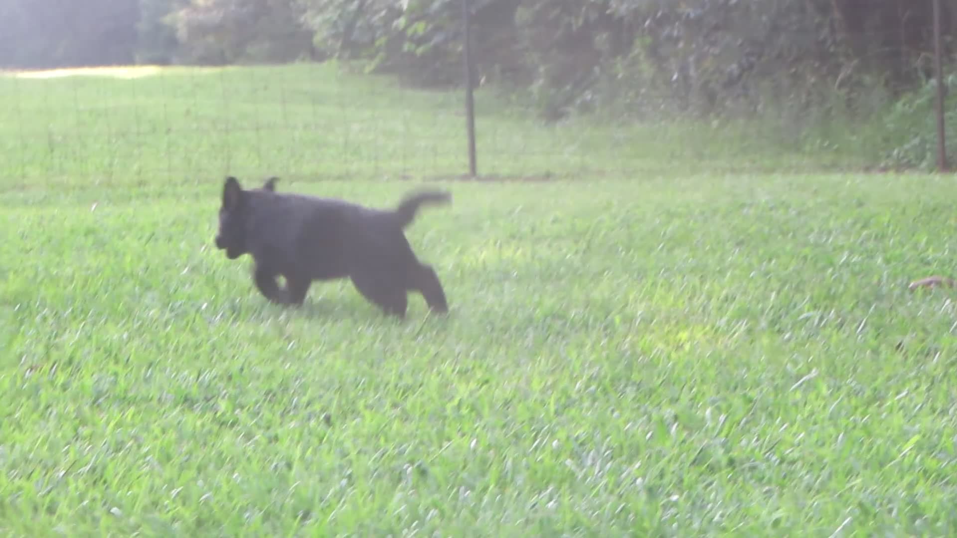 German Shepherd dogs for sale: German Shepherd 7 - Video 1