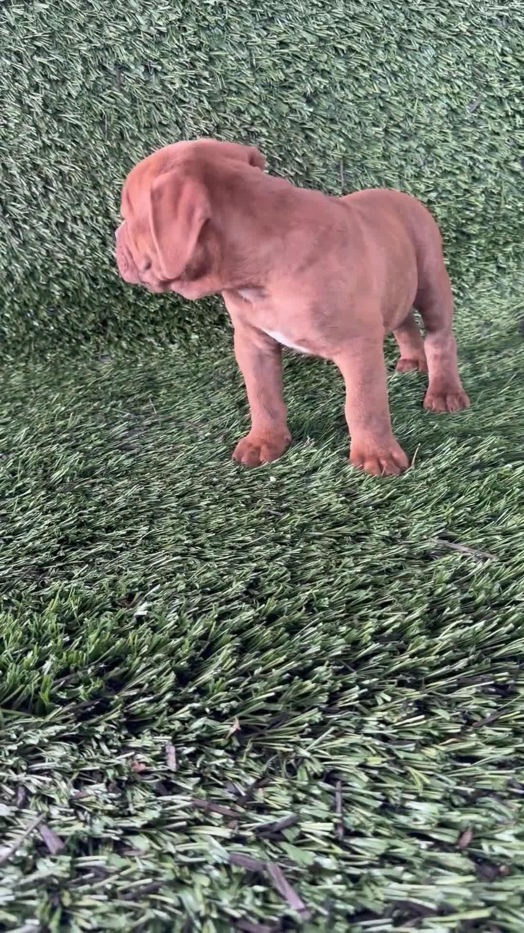 Olde English Bulldogge dogs for sale: Nate - Video 1
