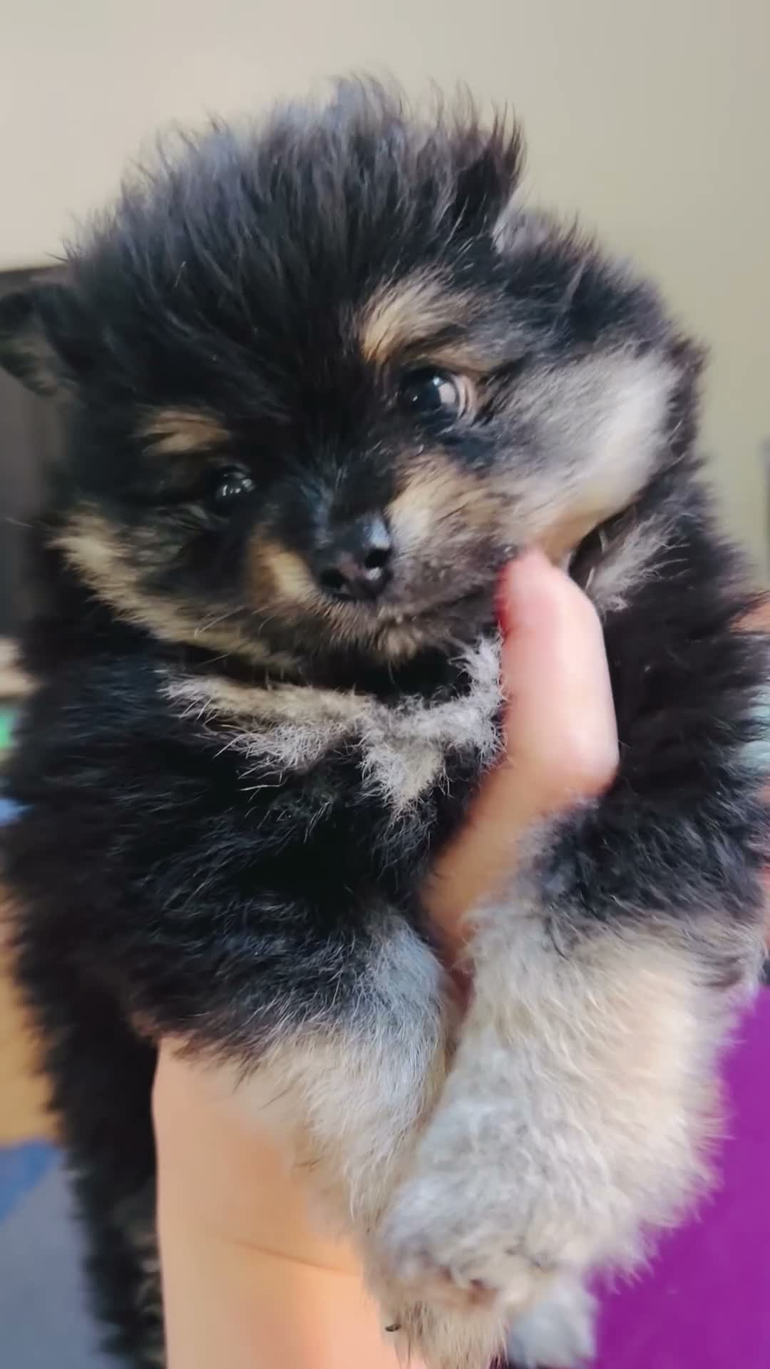 Pomeranian dogs for sale: Lasting  - Video 1