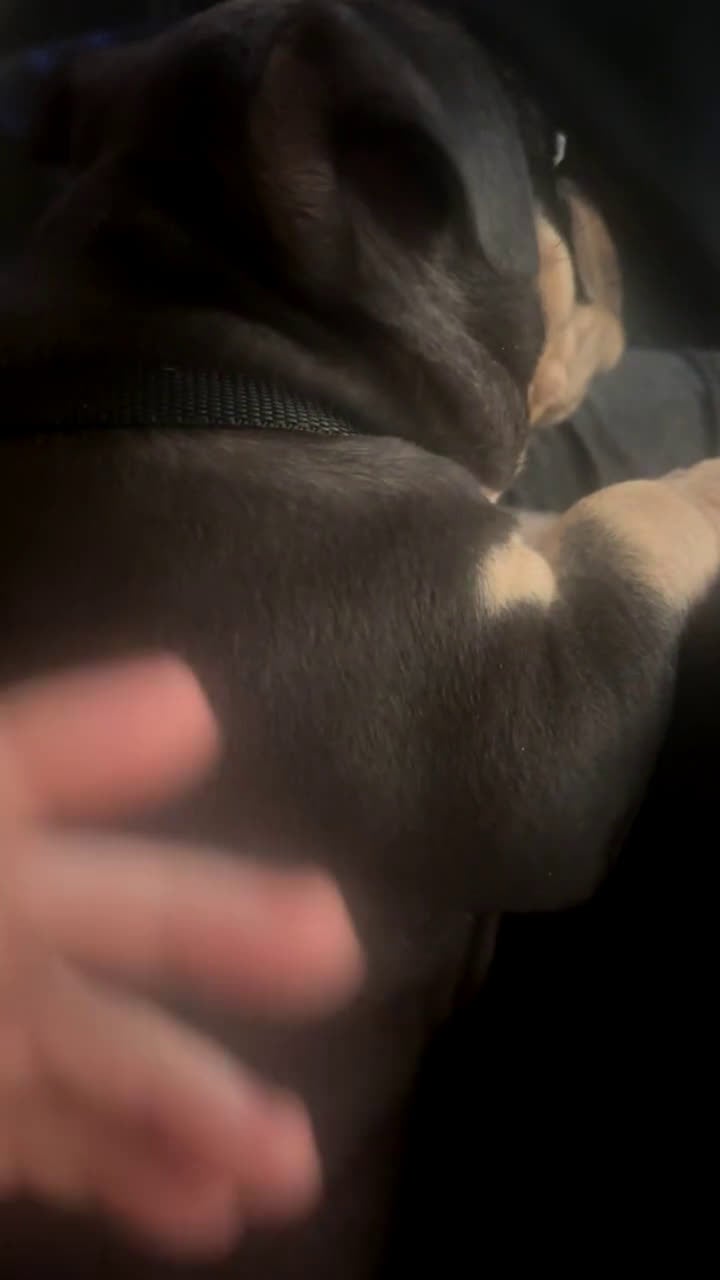 American Bully dogs for sale: American Bully XL Puppys 6 left - Video 2