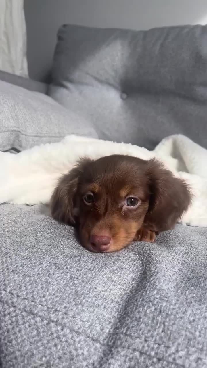 Miniature Dachshund dogs for sale: Miniature Dachshund Puppy 1 - Video 1
