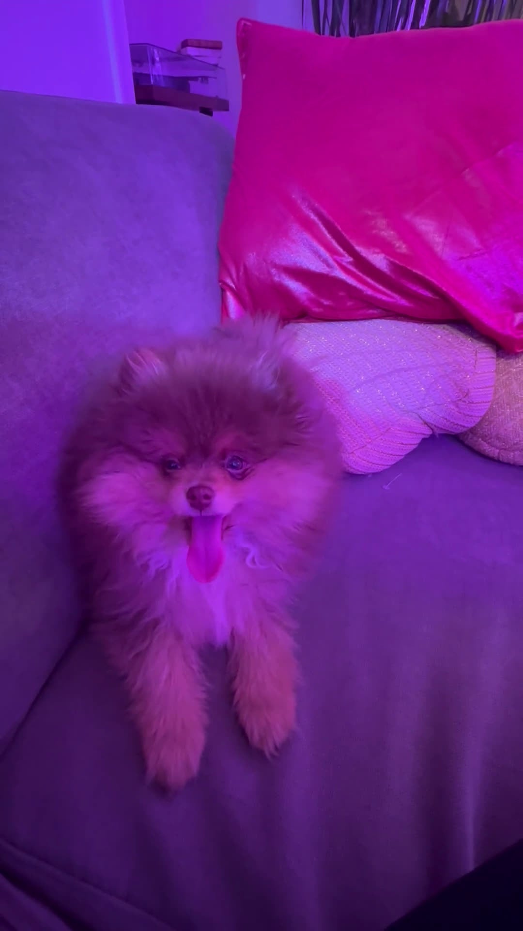 Pomeranian dogs for sale: Pomeranian Puppy 1 - Video 1