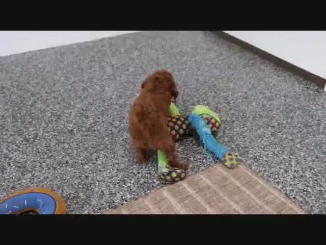 Mini Goldendoodle dogs for sale: Fallon - Video 1