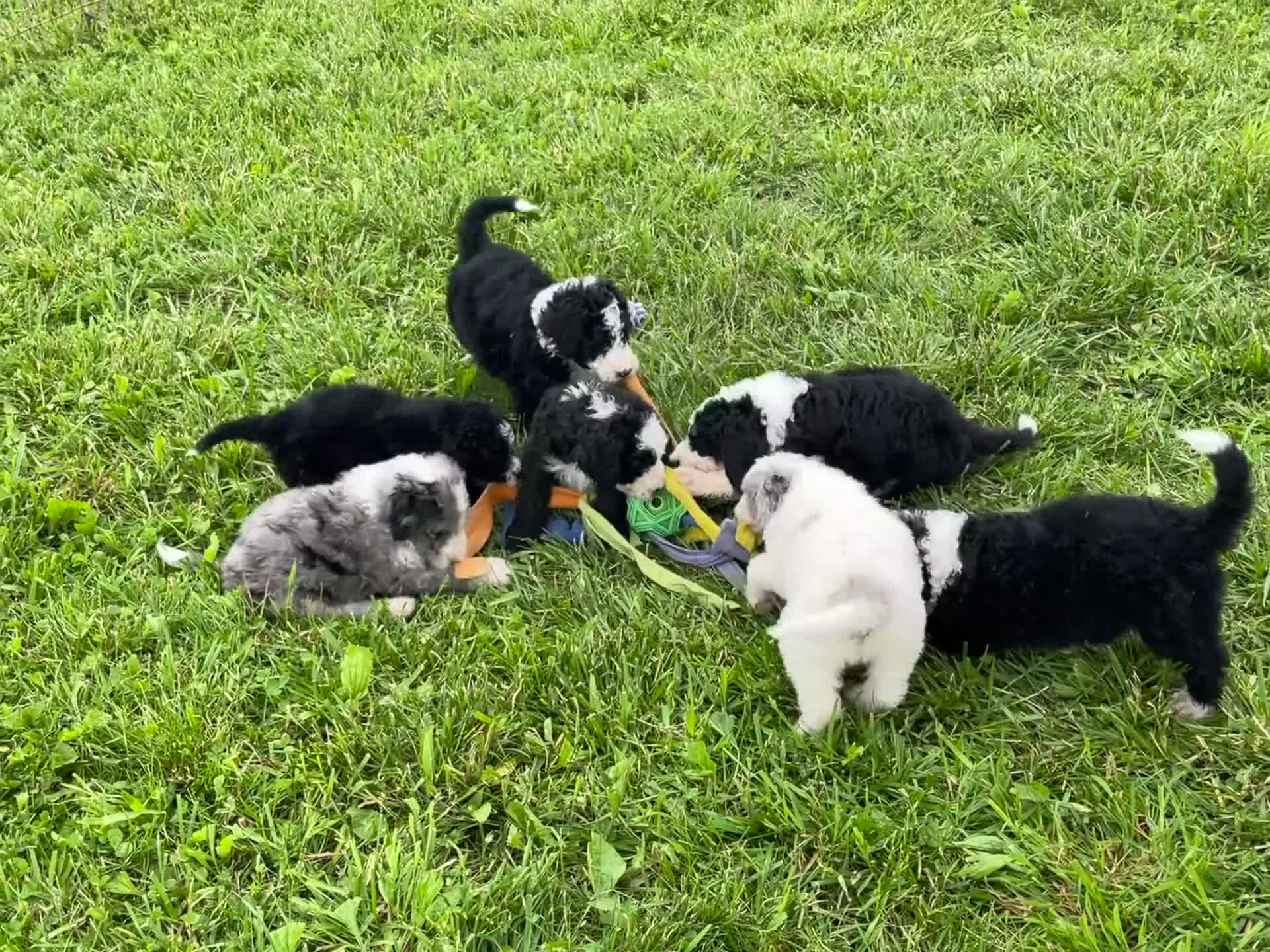 Sheepadoodle dogs for sale: Stella - Video 1