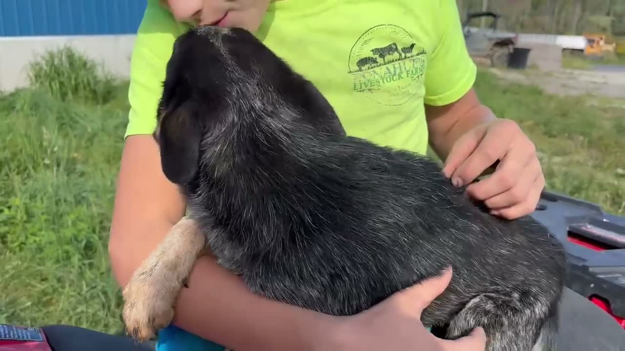 Australian Cattle Dog dogs for sale: Chloe - Video 2