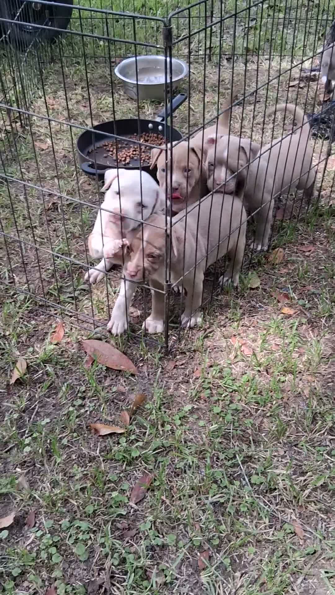 American Bully dogs for sale: American Bully 1 - Video 1