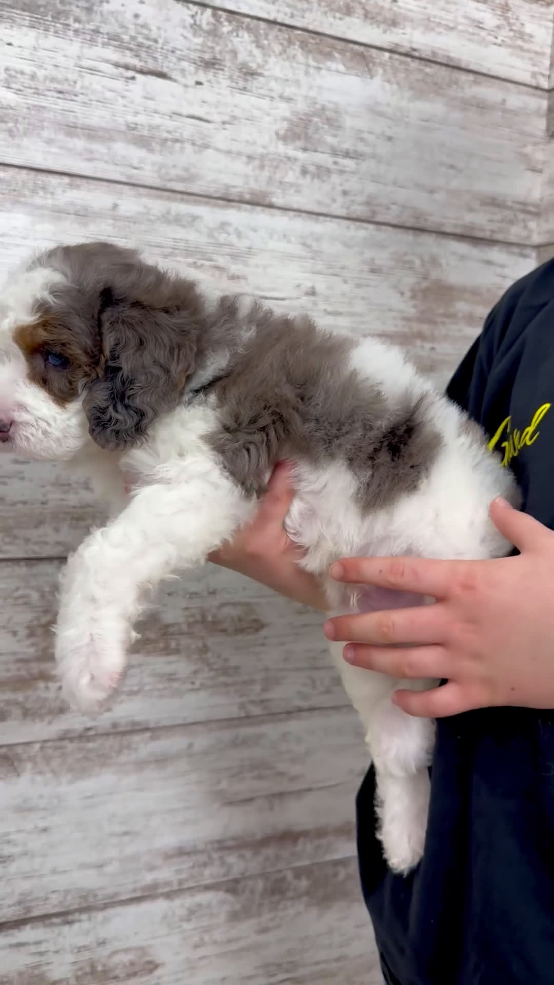Mini Bernedoodle dogs for sale: Enzo - Video 1