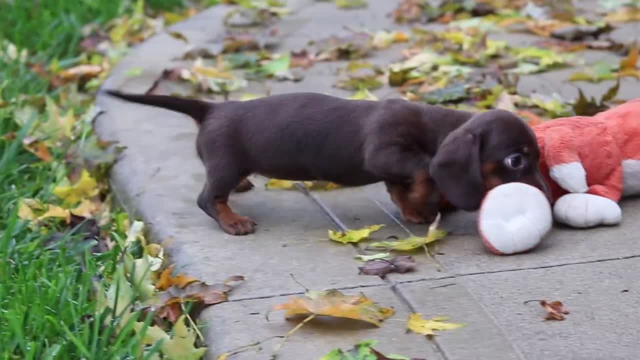 Miniature Dachshund dogs for sale: Lilly - Video 1