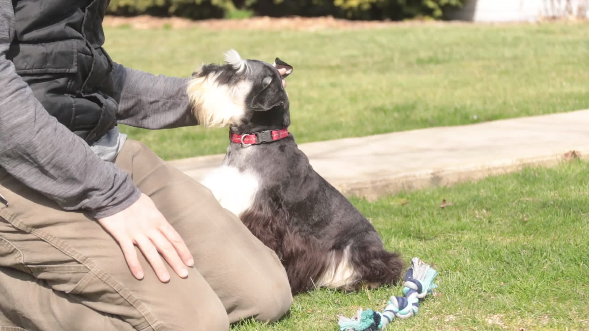 Miniature Schnauzer dogs for sale: Frederic - Video 1