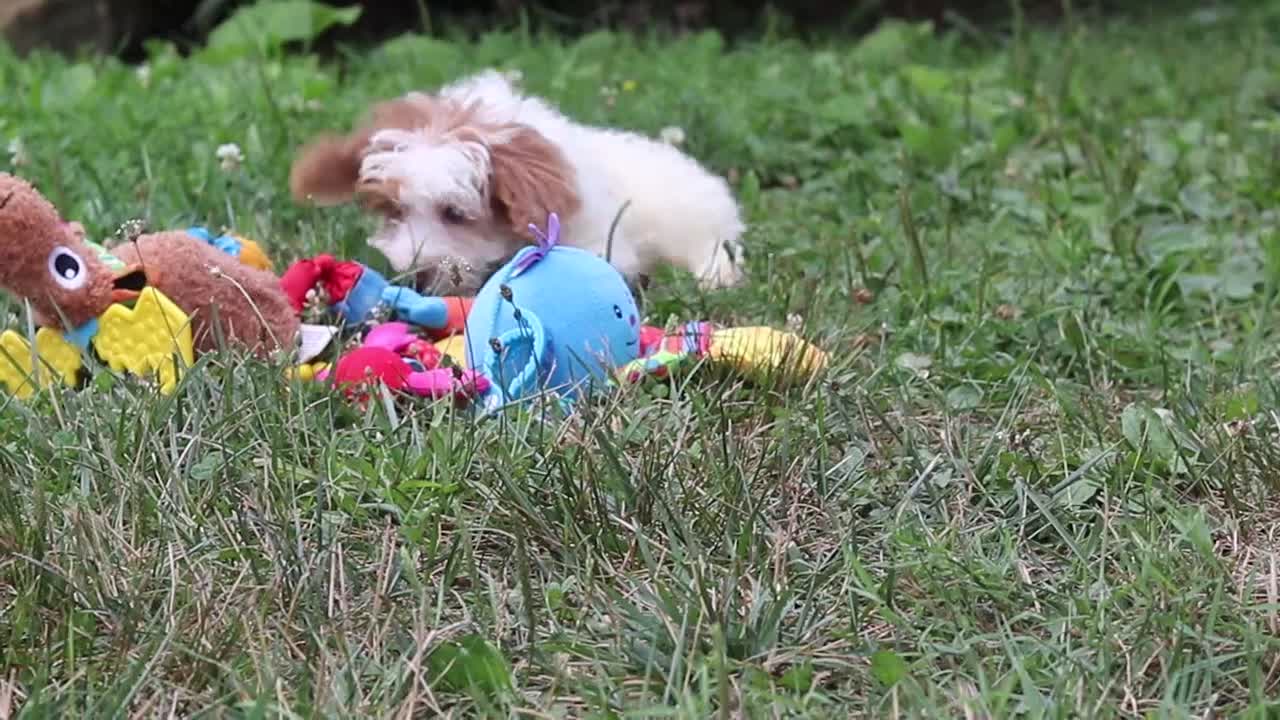 Yorkiepoo dogs for sale: Oreo - Video 1