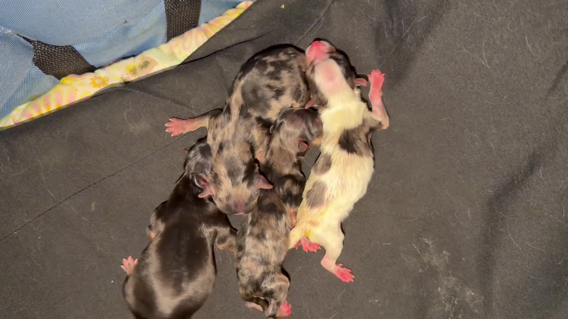 Yorkshire Terrier dogs for sale:  Anna Belle - Video 1