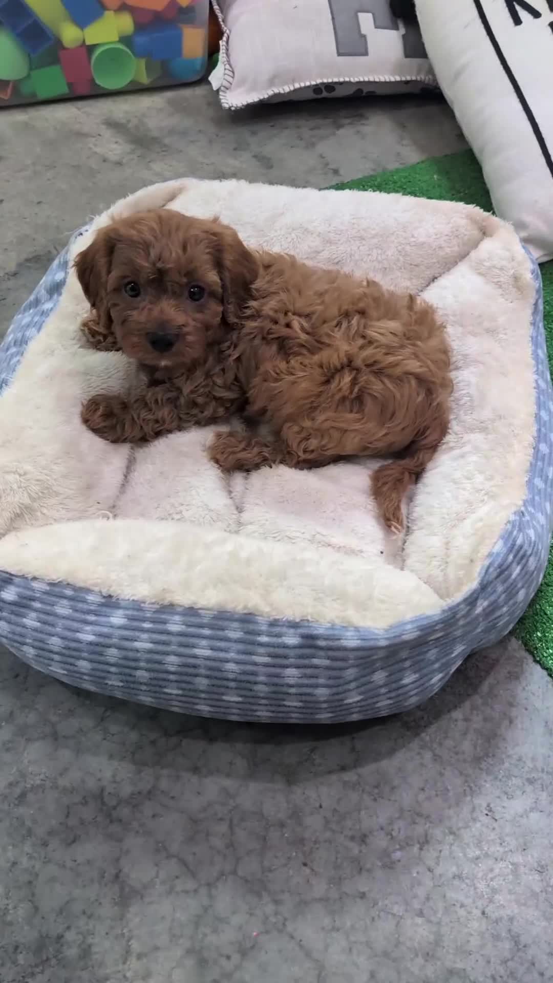 Cavapoo dogs for sale: Aero - Video 1